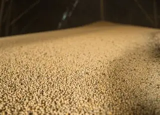 В Україні зростає переробка сої попри скорочення врожаю