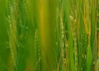 Зростання вартості добрив на 30-35% та безпекові ризики стали головними викликами посівної-2026 – Висоцький