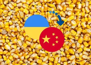 Українська кукурудза втратить доступ до ринку Китаю у сезоні 2025