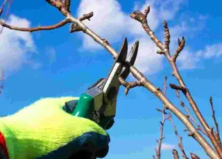 Які дерева обрізати з січня по березень 2026 року