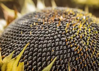 Переробники б’ються за соняшник: ціни зростають попри здешевлення олії