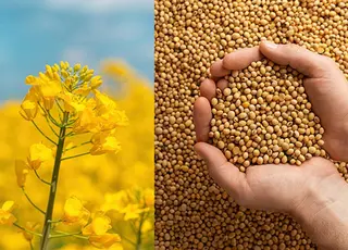 Україна поступово відходить від сировинної моделі завдяки розвитку агропереробки