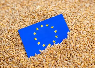 Експорт м’якої пшениці з ЄС у 2024/25 сезоні скоротився на 35%