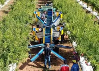 Господарство з Хмельниччини планує купити комбайн для збору яблук через нестачу робочої сили