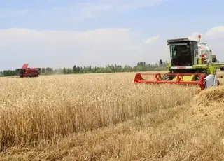 В Україні жнива пшениці можуть зазнати суттєвих затримок