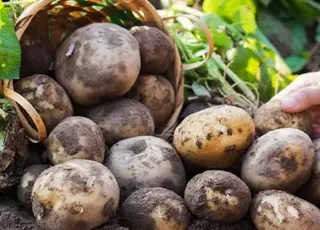 Стало відомо, які компоненти допоможуть подвоїти врожай картоплі