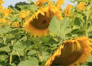 Ціни на соняшник в Україні продовжують знижуватись через низький попит