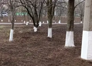 Чому восени важливо білити дерева і як правильно підготувати сад до зими