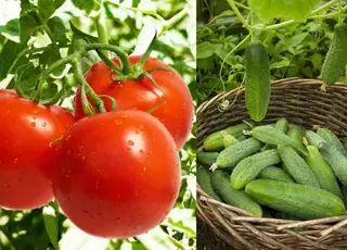 Україна збільшила імпорт помідорів і огірків попри запроваджені мита