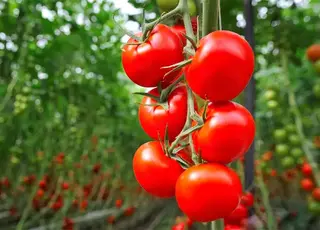 Названо 3 культури потрібно посадити поруч із помідорами