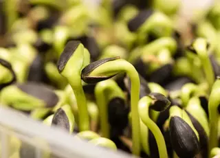 Україна синхронізувала законодавство з ЄС щодо ГМО, але питання контролю залишається неврегульованим