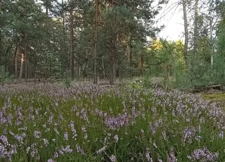 Вересові зарості Полісся зникають через відсутність догляду