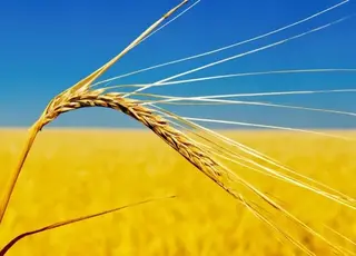 Врожай зернових в Україні у 2025 році може знизитися на 10% — прогноз Коваля