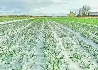 Науковець назвав головні чинники протистояння посусі у вирощуванні озимих