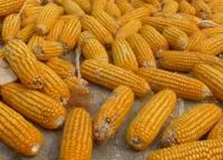 Фуражна кукурудза дорожчає: ціни зросли до 10 600 грн/т на півдні