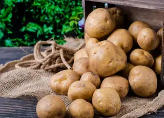 Українські сорти картоплі демонструють рекордну врожайність та вражають аграріїв Польщі