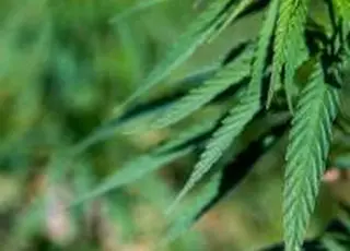 Житомирський завод "Ма'Рижани" розпочав сезон переробки конопель на оновлених потужностях