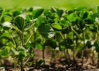 "Кернел" долучився до проєкту NASA Harvest із розробки системи екомоніторингу агротехнологій