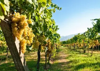 На півдні Одещини двадцятирічні виноградники витримали аномальну спеку