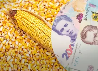 Озвучено оновлені ціни на кукурудзу в Україні
