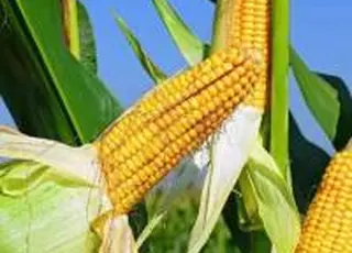 Ціни попиту на фуражну кукурудзу за минулий тиждень зросли ще на 100-200 грн/т