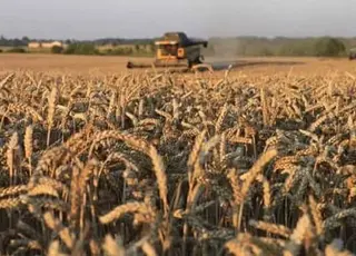 Урожайність пшениці «Новаагро» 2025: 40% зерна відповідає другому класу