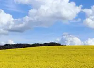 Ріпак може подорожчати на $15–20 за тонну