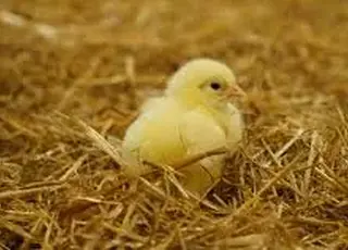 На Волині побудували 20 нових пташників