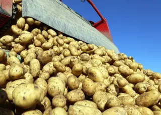 У Берліні (Німеччина) безкоштовно роздають картоплю