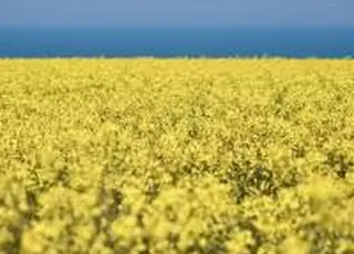 На внутрішньому ринку України ріпак поступово дешевшав на тлі зниження попиту