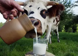 Прогнози USDA щодо виробництва молока в Україні