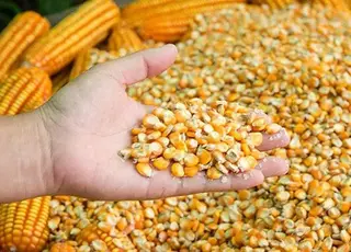 В Україні дорожчає фуражна кукурудза нового врожаю
