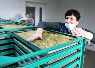 Агрофірма з Чернігівщини вирощує власних корисних комах для захисту полів