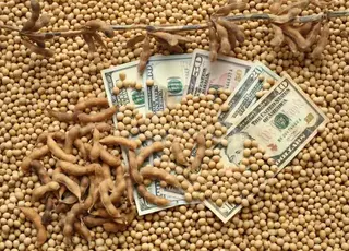 Стало відомо, як змінилися ціни на сою в Україні