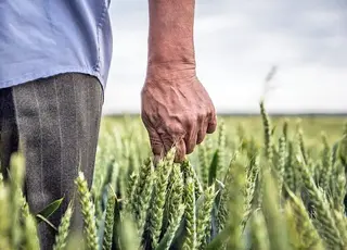 Зареєстровано законопроєкт про зниження МПЗ для аграріїв прифронтових регіонів