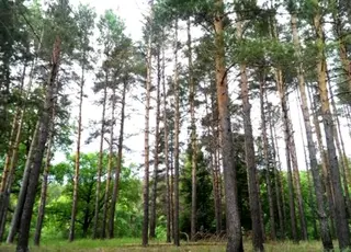 На Закарпатті судитимуть депутата міськради за самовільне захоплення землі в лісфонді