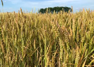 Високопосадовця НААН України підозрюють у зловживанні службовим становищем