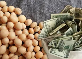 Озвучено оновлені ціни на сою в Україні