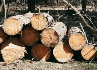Чи можна рубати дерева на земельному паї: що дозволяє закон