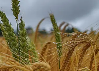 У ЄС погіршили прогноз урожайності основних сільгоспкультур