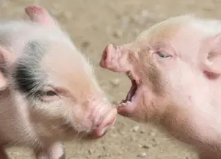 Африканська чума свиней: скільки випадків фіксують в Україні та Європі