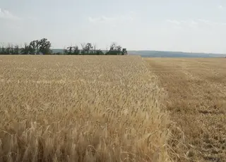 На Вінниччині агрофірма за 4 дні зібрала понад 80% ячменю