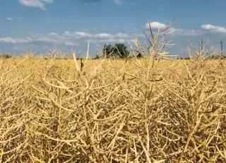 ТАС Агро Південь розпочала збір урожаю озимого ріпаку на площі 2,7 тис. га