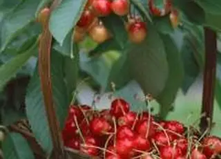 Перші гранти 2026 року: 14 агропроєктів отримають фінансування на розвиток садівництва і теплиць