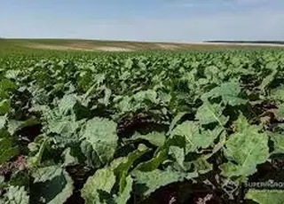 В Україні може бути пересіяно до 300 тис га озимого ріпаку