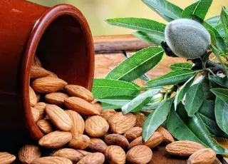 Мигдаль іспанської селекції успішно адаптується до клімату України