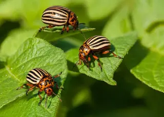 Експерти назвали дієвий народний засіб проти колорадського жука