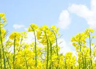 Ріпак став одним із найбільш показових результатів сезону - ТАС Агро