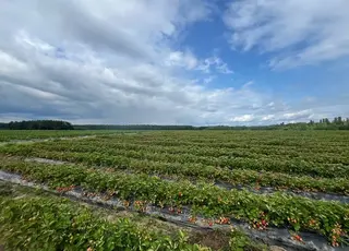 На Житомирщині заморозки вже другий рік поспіль пошкоджують плантації суниці й малини