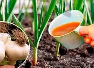 Чим в першу чергу підживити часник навесні